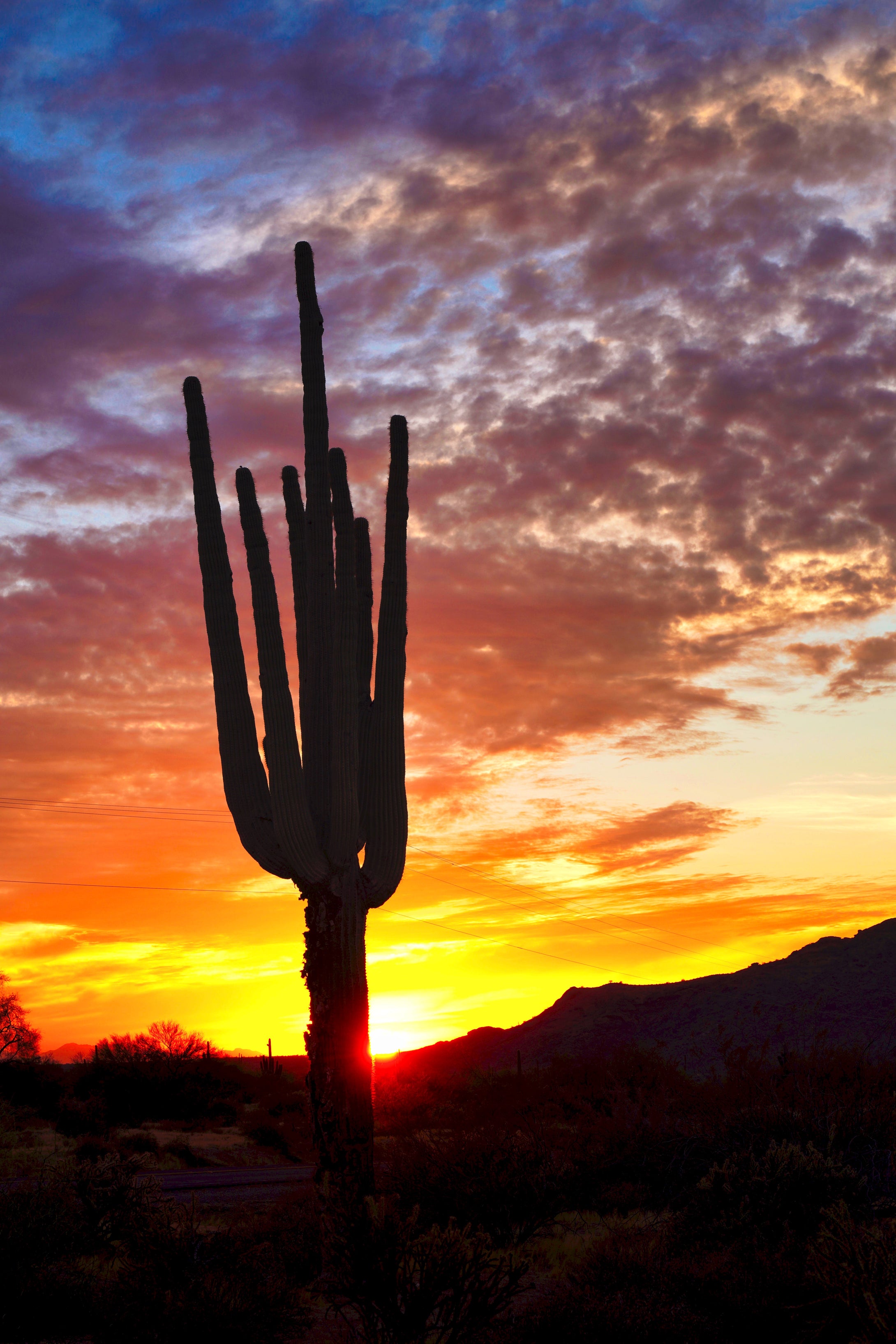 Desert Dreaming