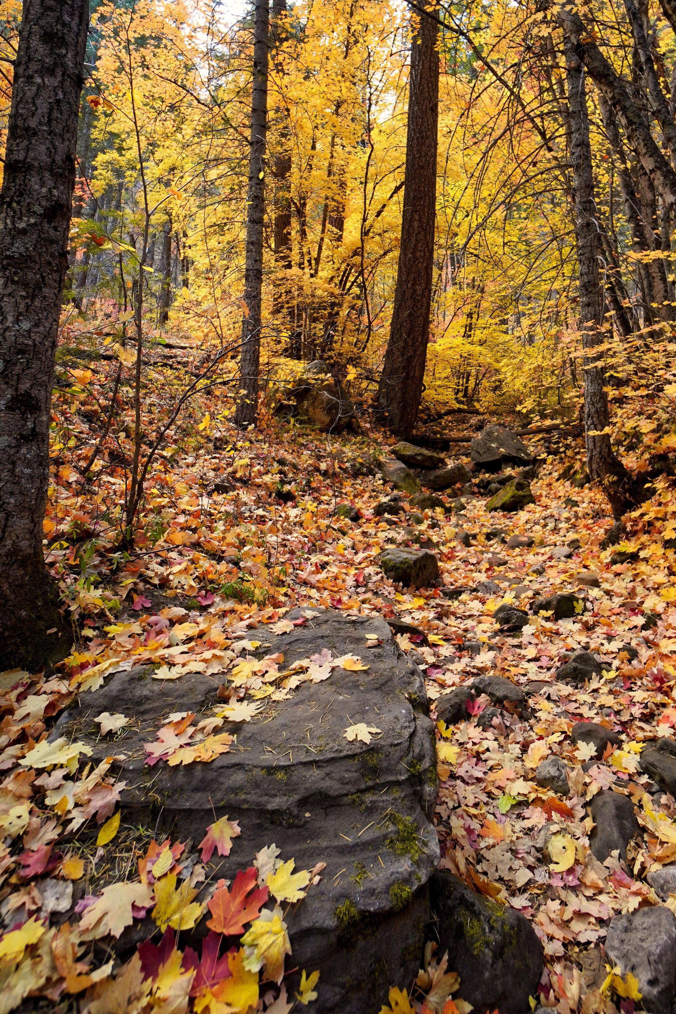 Falling Leaves