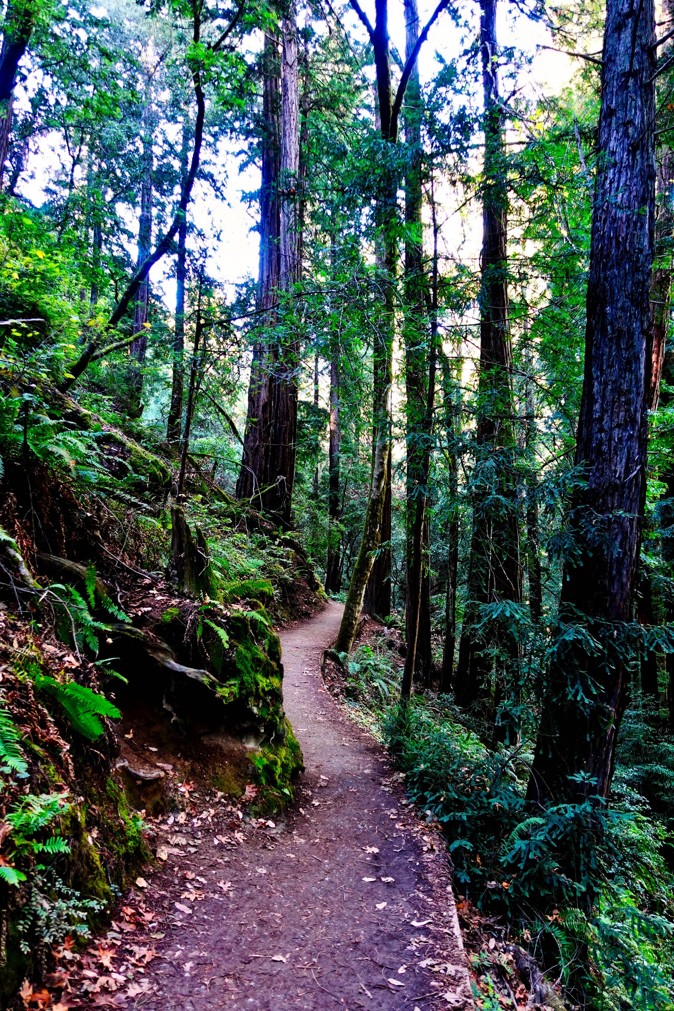 A Long Winding Trail