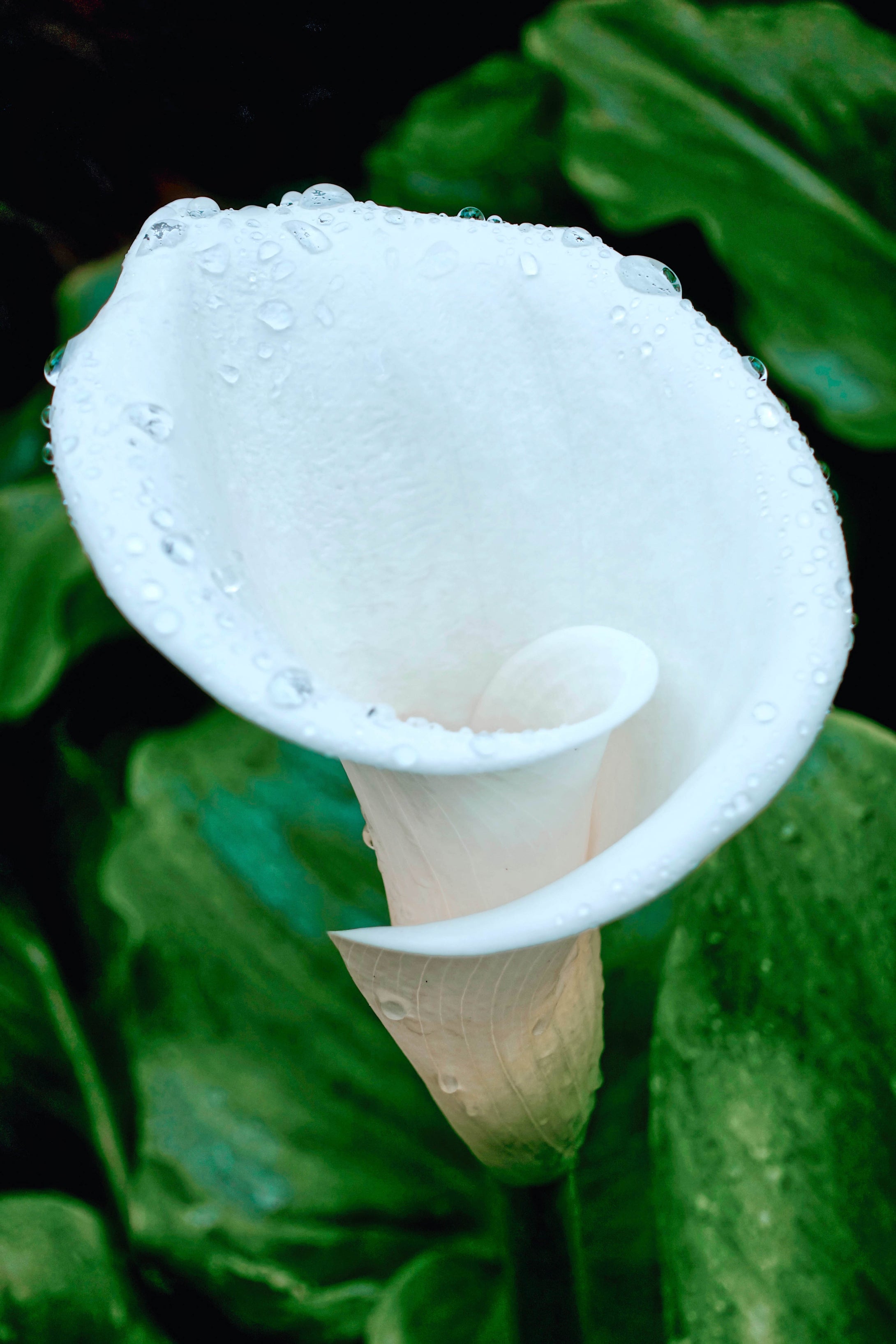 Cala Lily