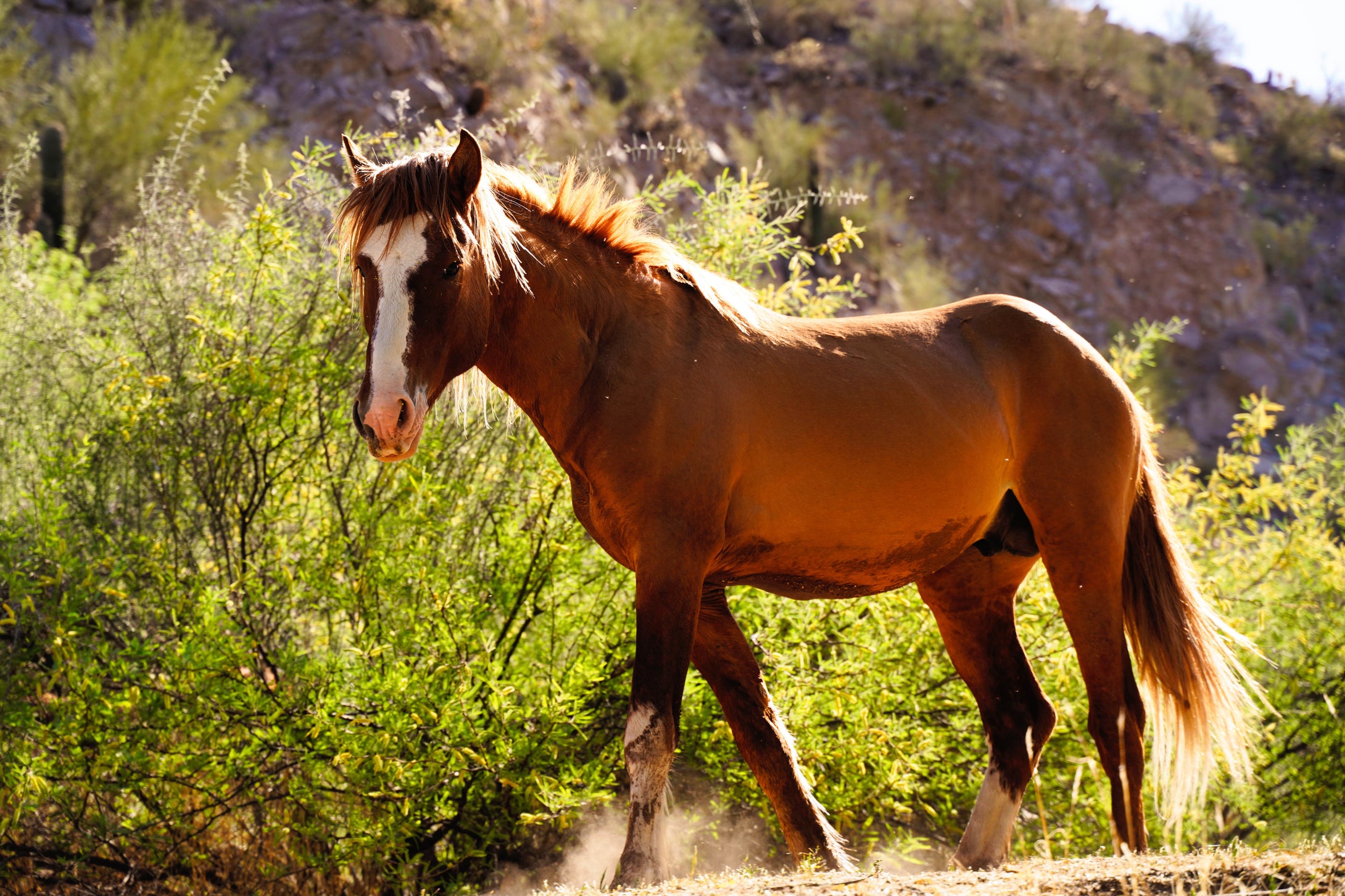 Wild Horses