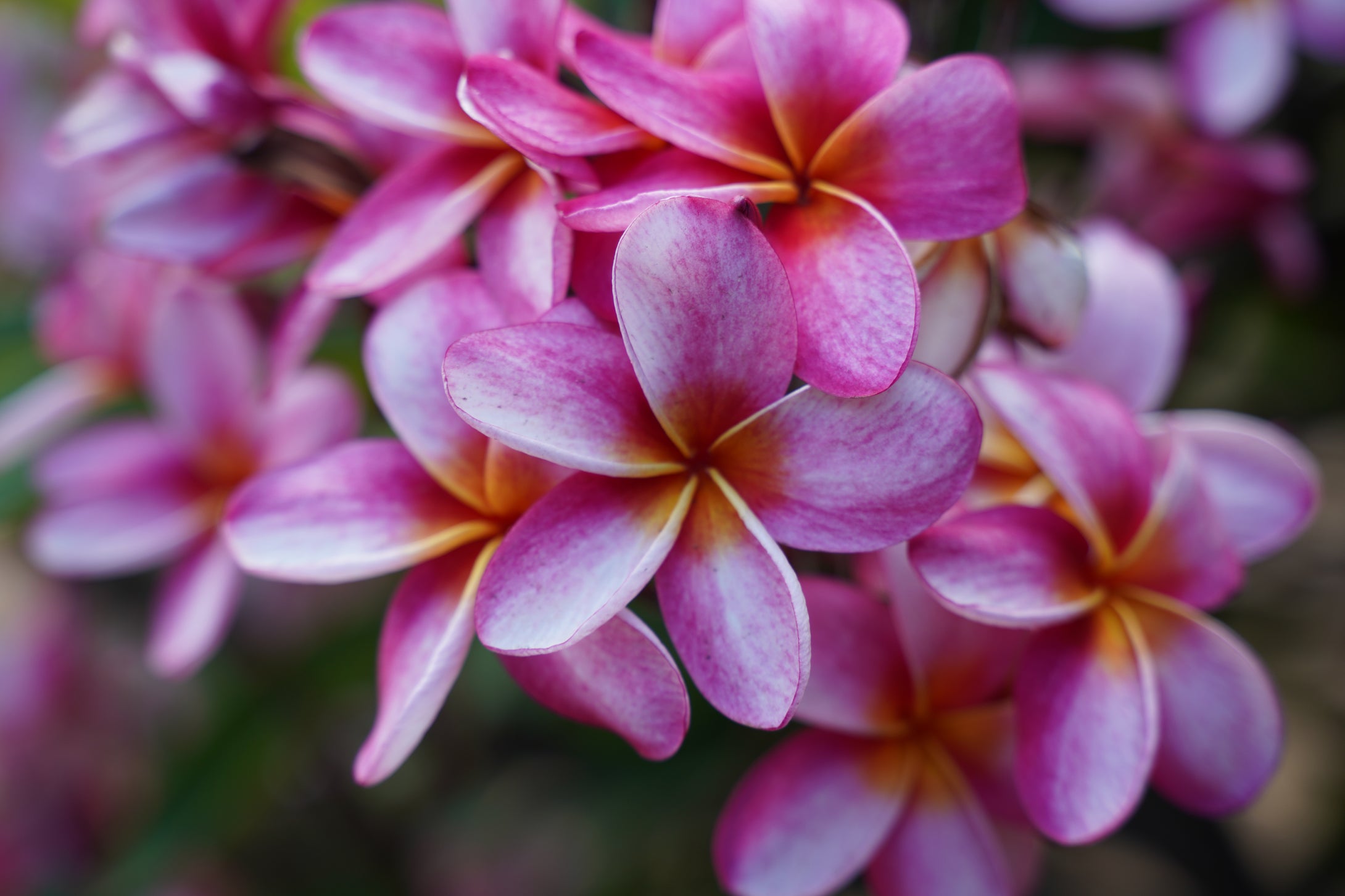 Frangipani