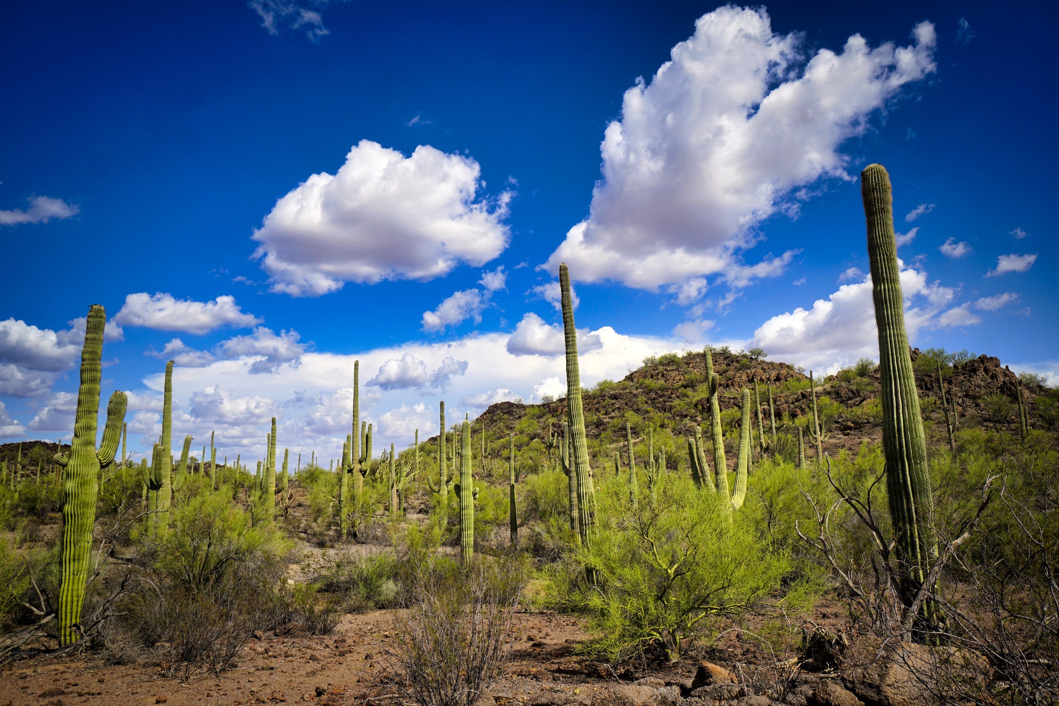 Sonoran Landscape