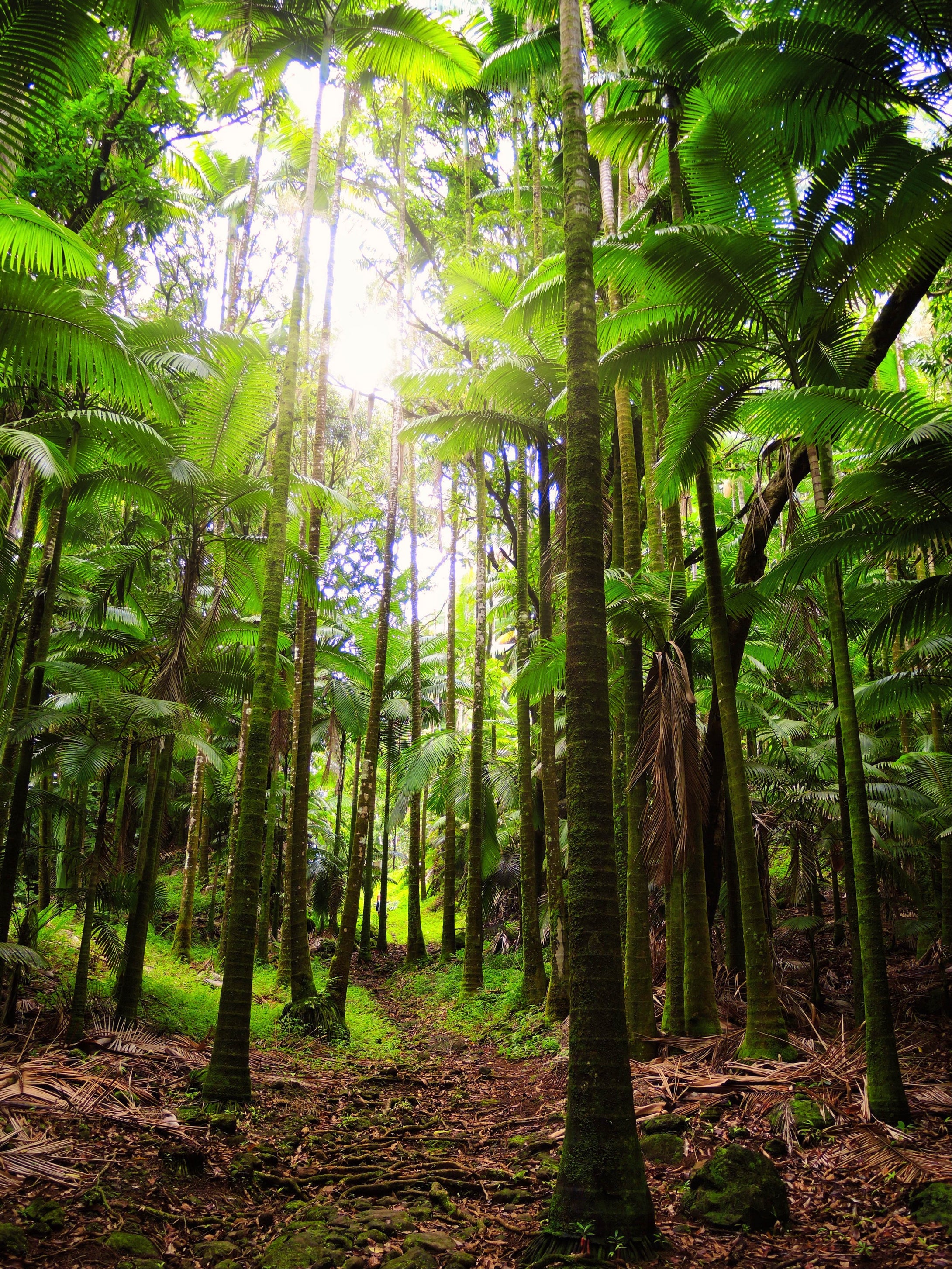 Bamboo Forest