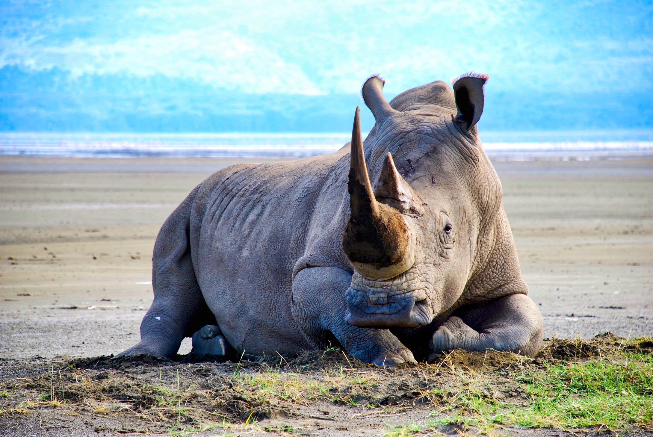 White Rhino