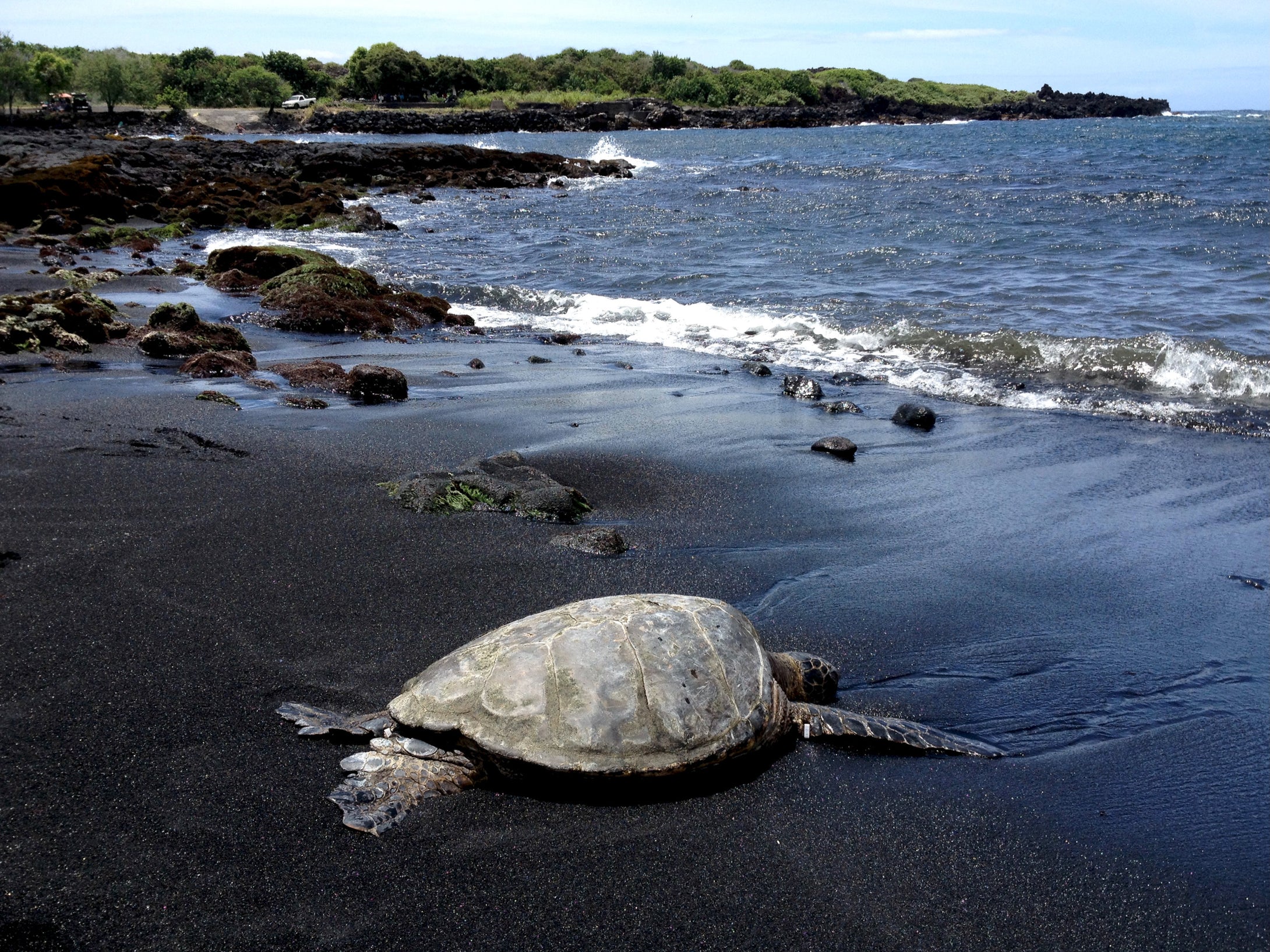 Punalul'u Beach Turtle